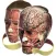Evolutionary Anatomy