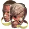Evolutionary Anatomy