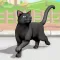 My Virtual Cat Life Simulator