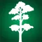Reforest Rainforest
