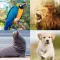 Animal sounds 100+