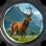 Deer Hunting Season