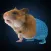Hamster Idle Make Cell by Cell