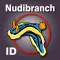 Nudibranch ID Western Pacific