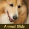 Animal Slide Image Puzzle