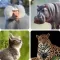 Mammals – Learn All Animals!