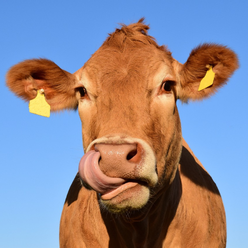 Cow Sounds
