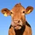Cow Sounds