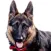 German Shepard Dog Sounds!