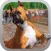 Dog Race Greyhound 3D