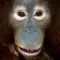 Talking Orangutan
