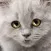 Talking Sad Cat