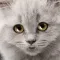Talking Sad Cat