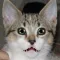 Talking Cat