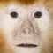 Talking Monkey