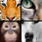 Quiz Pic: Animals