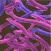 Candida Scores