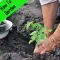 How To Garden.