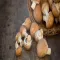 How To Grow Mushrooms