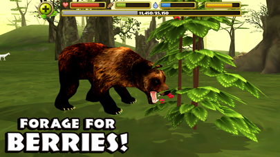 Wildlife Simulator: Bear Screenshots