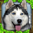 Stray Dog Sim Stray Dog Sim