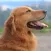 Golden Retriever Sounds