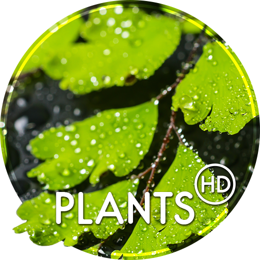 Plants wallpapers
