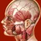 Atlante di Anatomia