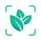 Plant Identifier - Plant