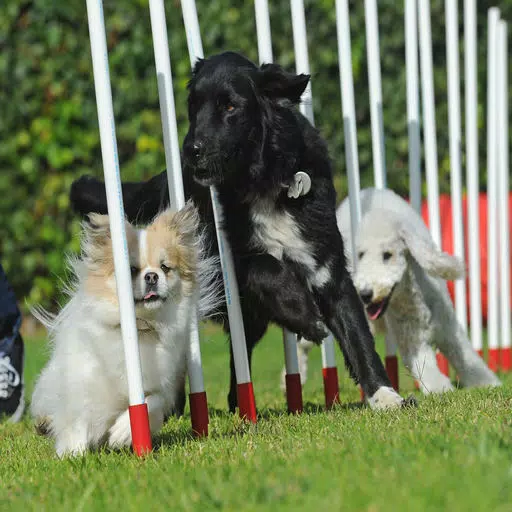 Dog Agility Training Techniques Dog Agility Training Techniques
