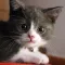 Cat Wallpaper