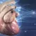 Cardiology 3D Small Animals