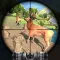Deer Hunting Expert Challenge
