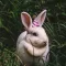 Bunnies With Hats