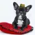 Dogs With Hats