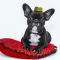 Dogs With Hats