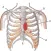 Anatomy and Embryology Lippincott’s Illustrated Q&A Review