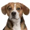 Beagle Match