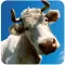 Crazy Cow Run