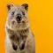 Quokka Selfie