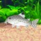 Corydoras