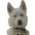 Husky Chat