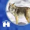 Power Animal Oracle Cards