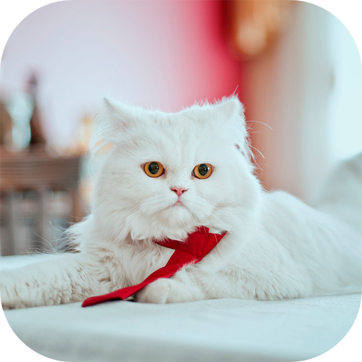 50000 Animals Wallpapers