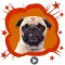 Handsome Pug Puppy Animated
