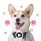 The Cutest Corgi Animated