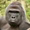 Harambe - Bless his soul