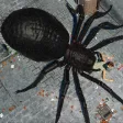Spider Hunter Amazing City 3D Spider Hunter Amazing City 3D