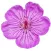 Flora of the Wasatch