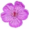Flora of the Wasatch